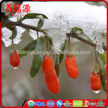 Venta caliente bayas de goji bayas frescas de goji ningxia bayas con precio bajo